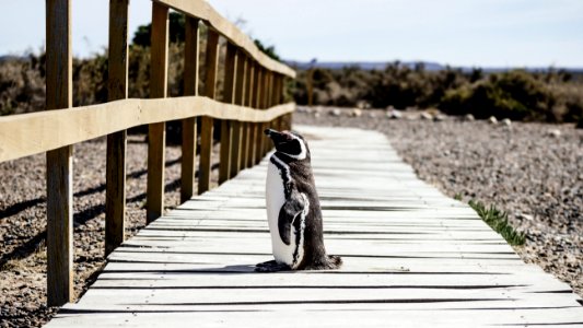 penguin standing on brown wooden pathway near green leaf trees during daytime photo