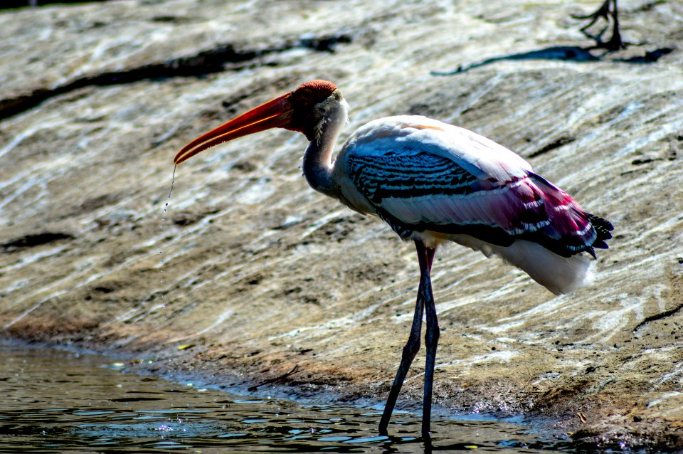 Ranganathittu bird sanctuary, Karimanti, India