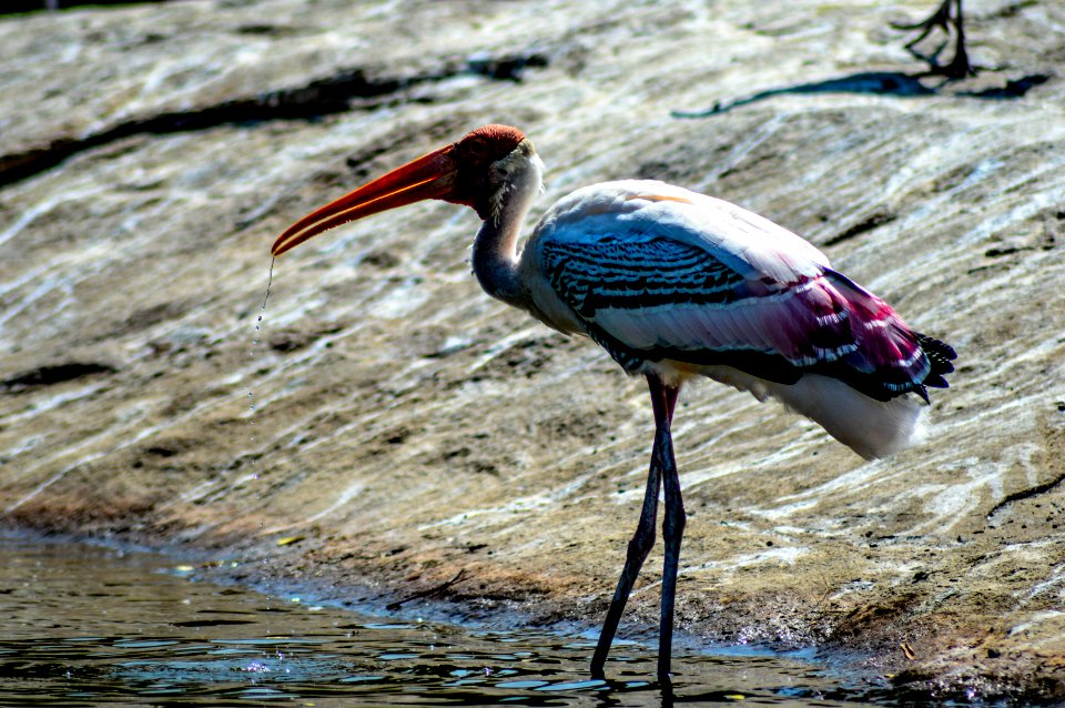 Ranganathittu bird sanctuary, Karimanti, India photo