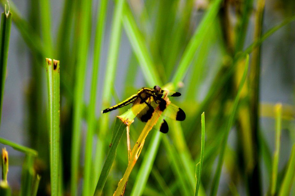 Nagaon, India, Insect