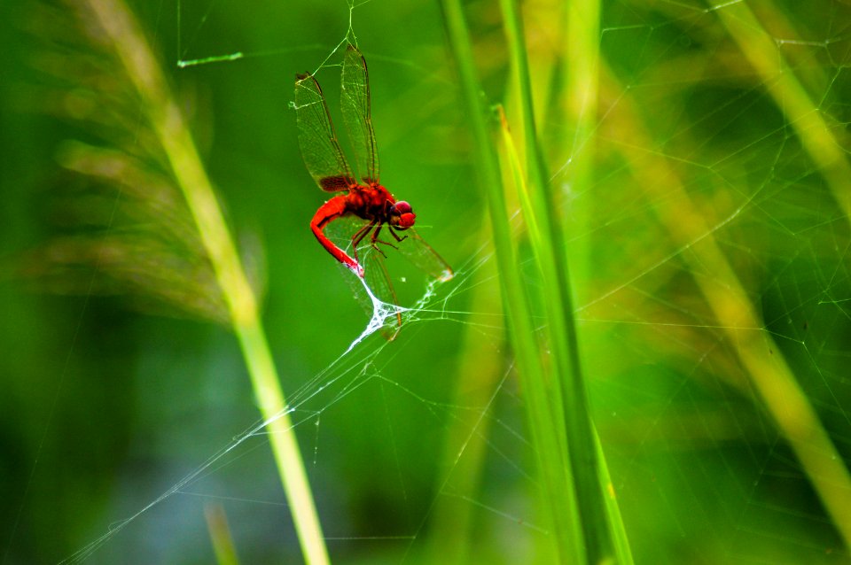 Nature, Spider, Forest