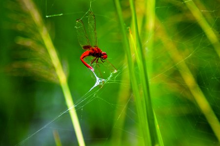 Nature, Spider, Forest