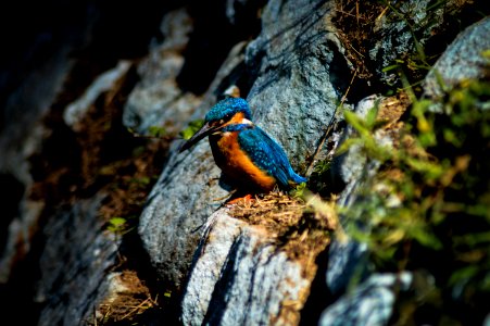 Ranganathittu bird sanctuary, Karimanti, India photo