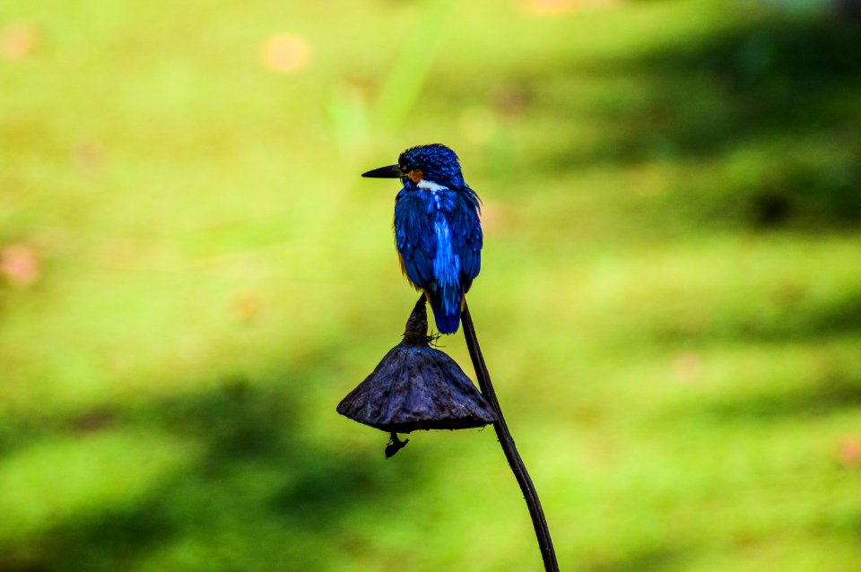 Ranganathittu bird sanctuary, Karimanti, India