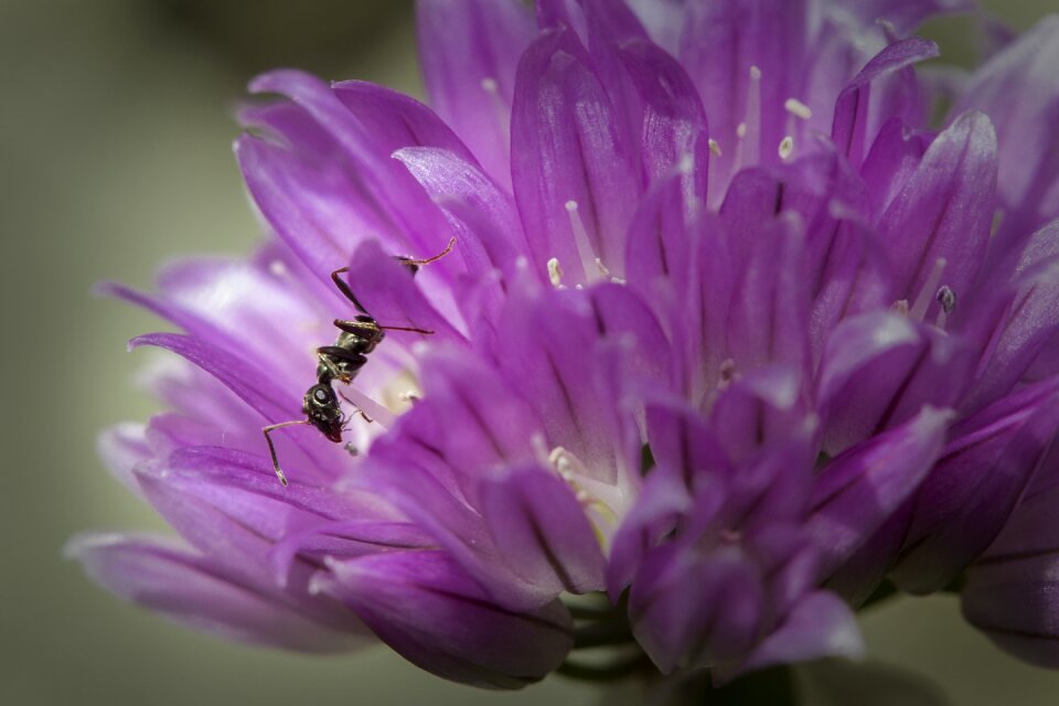 Insect nature flower