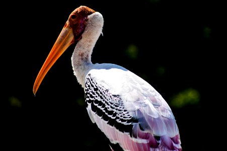 shallow focus of pelican photo