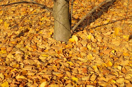 Autumn yellow leaves november