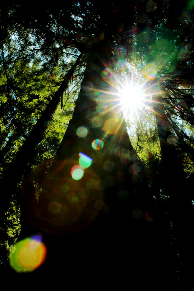 Muir woods, Mill valley, United states