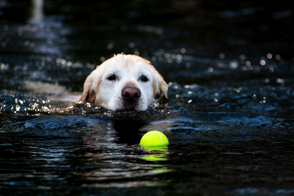 Dogs, Swimming, Water