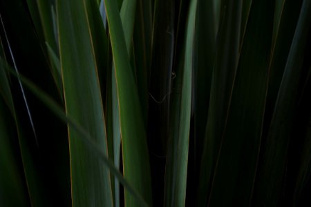 Garden, Grass, Flower
