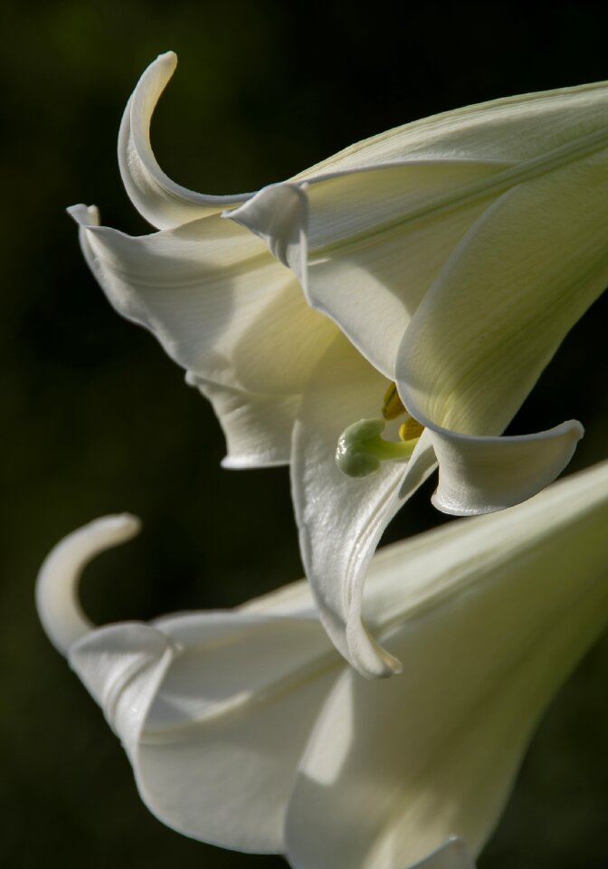 Flower bloom white