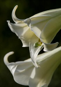 Flower bloom white