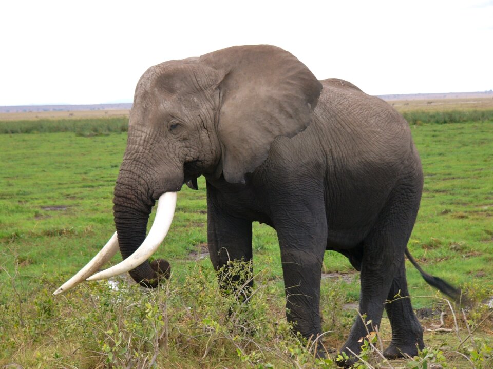 Animal animals nature