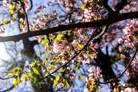 Nature, Cherry blossom, Tree