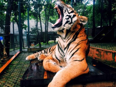 roaring tiger inside zoo during daytime photo