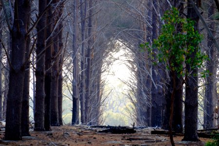Wanneroo, Australia, Forrest