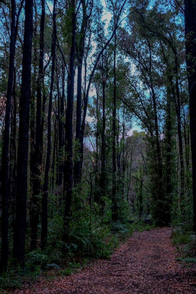 Dwellingup, Australia, Munda biddi