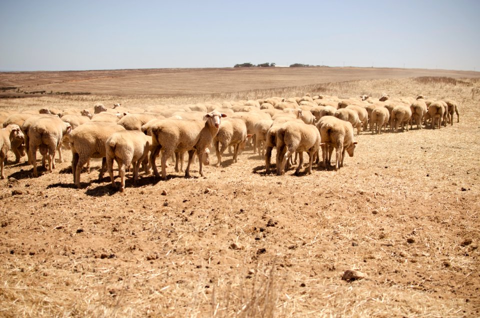 Sheep, Paternoster, South africa