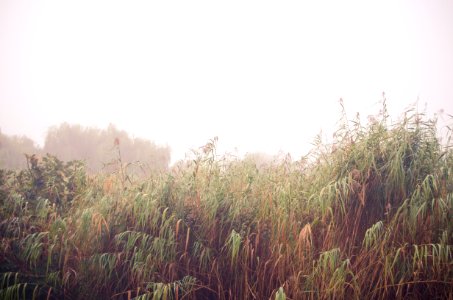 Misty greenbelt, Cape town, South africa photo