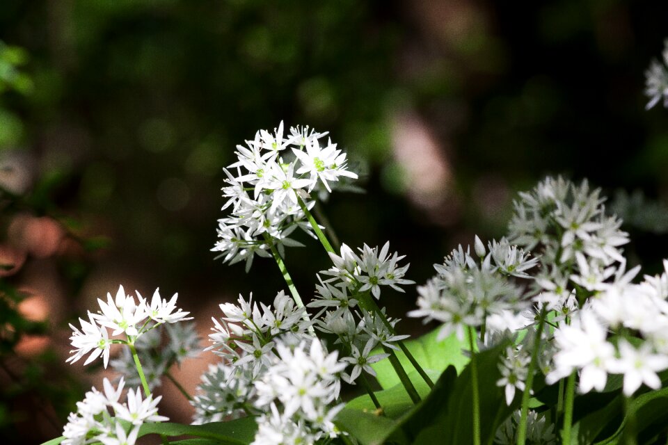 Forest wild vegetables plant
