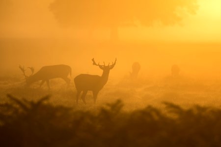 two deers silhouettes photo