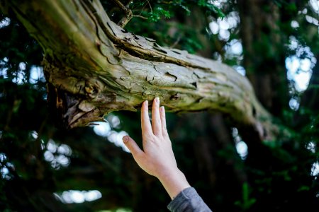person's hand touching tree trunk photo