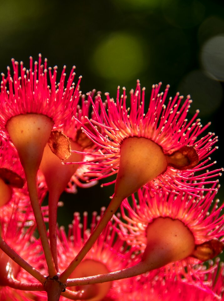 Australian red pink