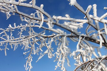 Covered trees winter photo