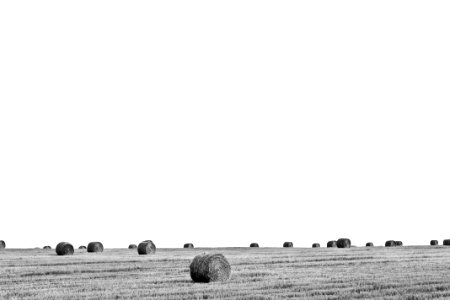 grayscale photo of hay