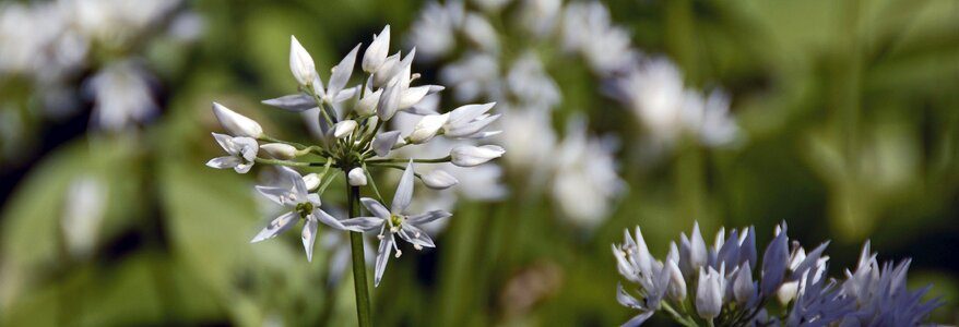 Spring wood garlic blossom