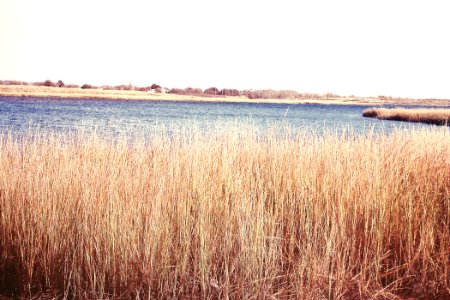 Coney isl, United states, Grass photo