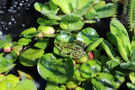 Green green frog aquatic animal photo