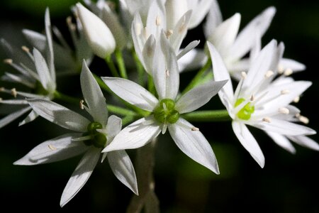 Forest wild vegetables plant