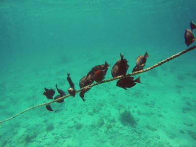 Eilat, Israel, Underwater photo