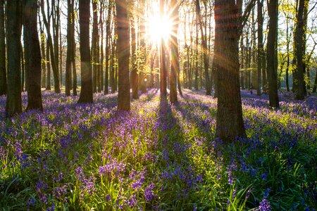 Spring nature landscape