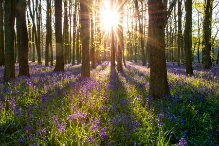 Spring nature landscape photo