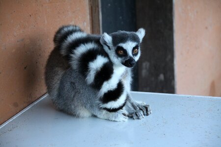 Animal madagascar wild
