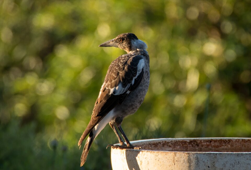 Immature bird perched