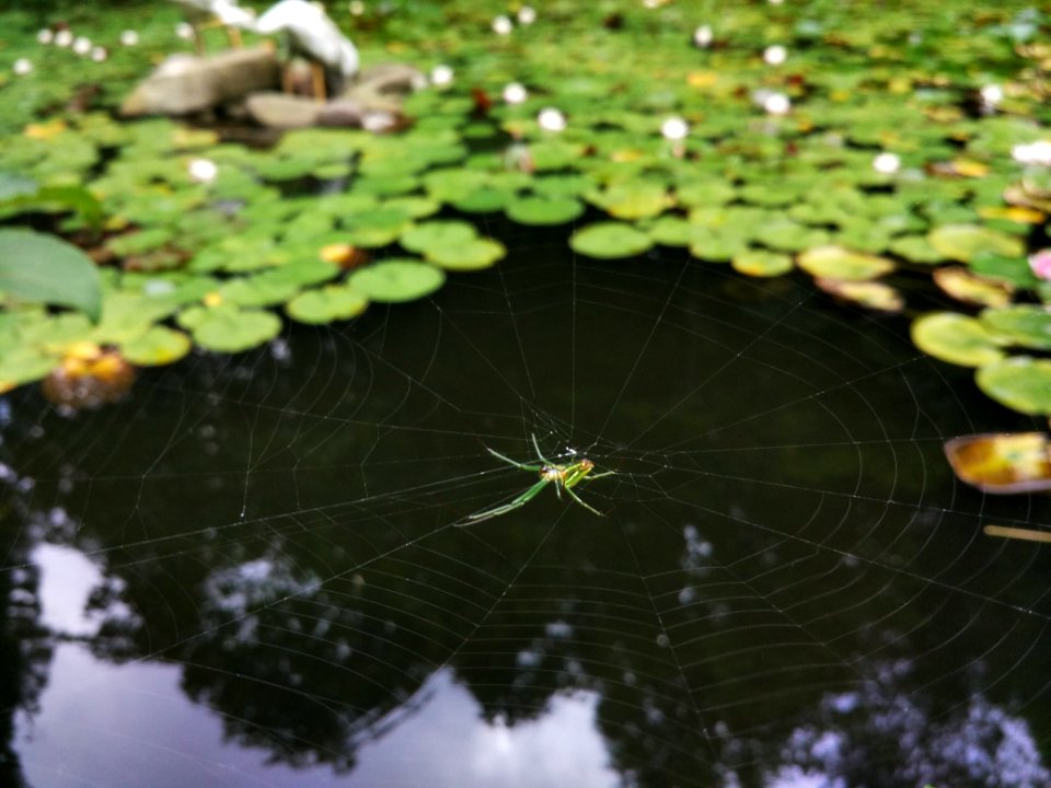 Lake, Park, Forest