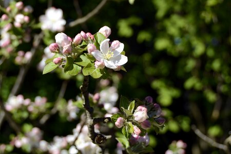 Apple tree blossom bloom photo