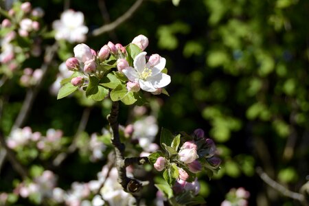 Apple tree blossom bloom