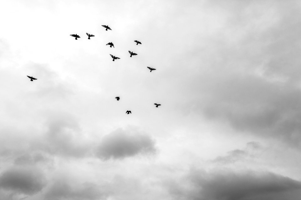 Rio claro, Brazil, Fly
