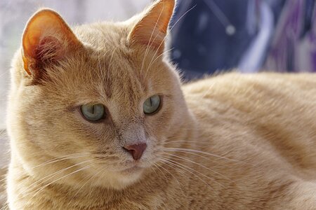 Pet stomach young cat