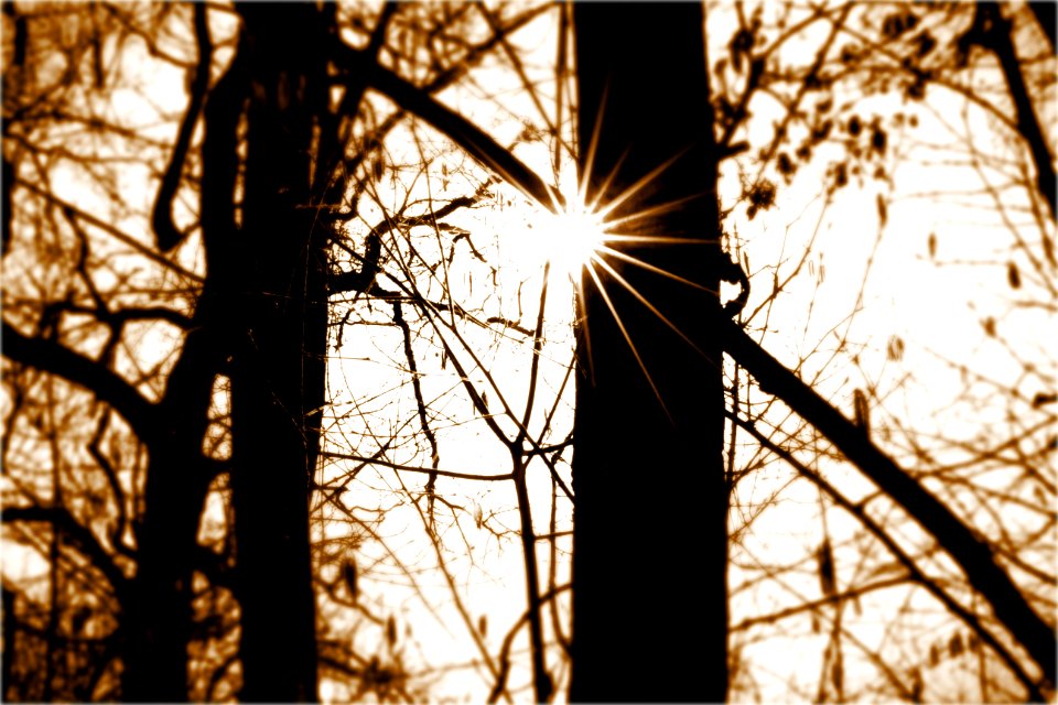 Trees, Sun, Forest