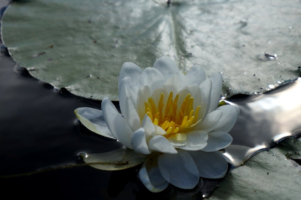Flower, Botanical, Lighting
