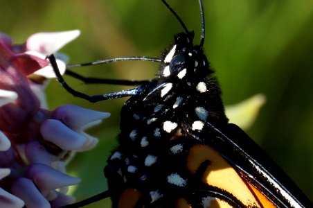 Pollinator, Flowers, Milkweed