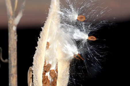 Seeds, Flowers, Milk weed
