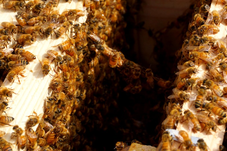 Organic, Hive, Sweet
