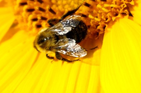 Bee, Bumble bee, Sunflower photo