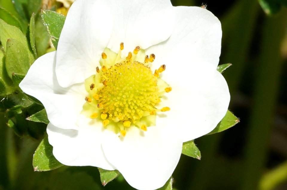 Blossom, Strawberry